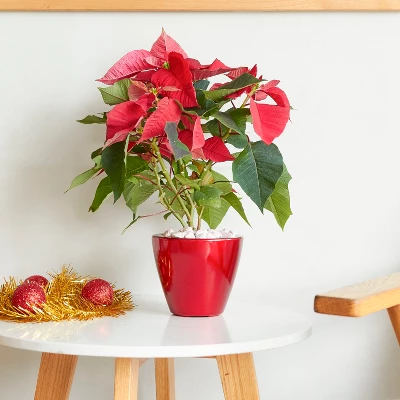 Syemin Planters Smart Self-watering Planter Pot For Indoor And Outdoor Round Cone, Garden Decor, Decorative Plant Pots, Balcony, Red 3"*11"*11" 2 Syemin Planters Smart Self-watering Planter Pot For Indoor And Outdoor Round Cone, Garden Decor, Decorative Plant Pots, Balcony, Red 3"*11"*11" - Image 2