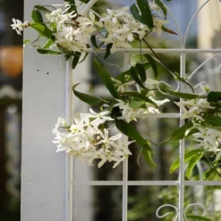 Syemin Patio Decorative Screens, Iron Arch Decoration Garden Trellis, For Outdoor For Climbing Plants Support, Flowerbed, White, 80"*19.7"*71" 7 Syemin Patio Decorative Screens, Iron Arch Decoration Garden Trellis, For Outdoor For Climbing Plants Support, Flowerbed, White, 80"*19.7"*71" -Furniture GUEST 85595296 84a2 4e20 a568 ae67ccb40e13 1