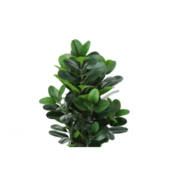 Syemin Artificial Plant Garcinia Tree Indoor Faux Fake Floor Greenery Potted Real Touch Decorative Green Leaves White Cement Pot, Green, 16"*16"*31" -Furniture GUEST 917eda6c 1b19 415a b73b f465131bf4e4